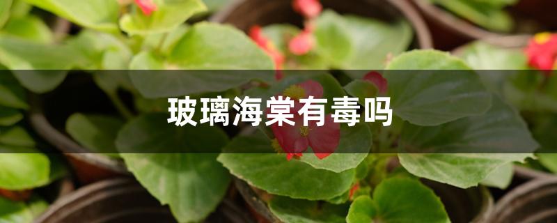 玻璃海棠有毒吗