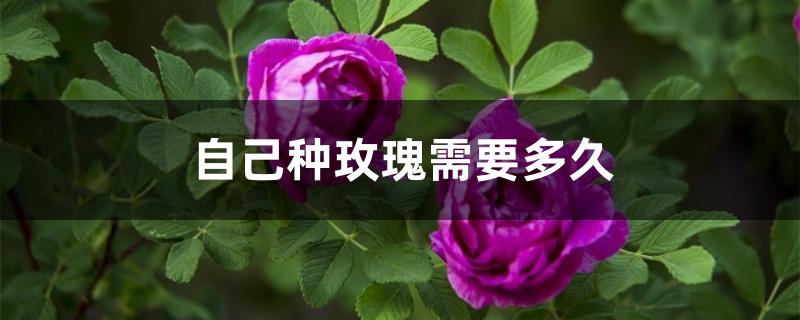 自己种玫瑰需要多久