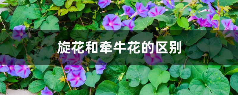 旋花和牵牛花的区别