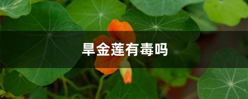 旱金莲有毒吗