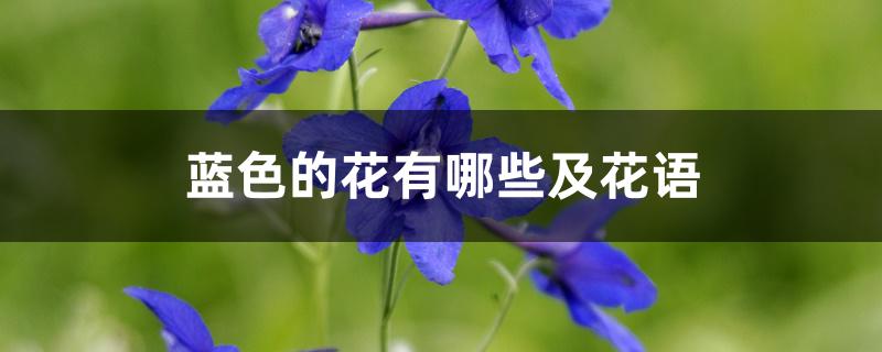 蓝色的花有哪些及花语