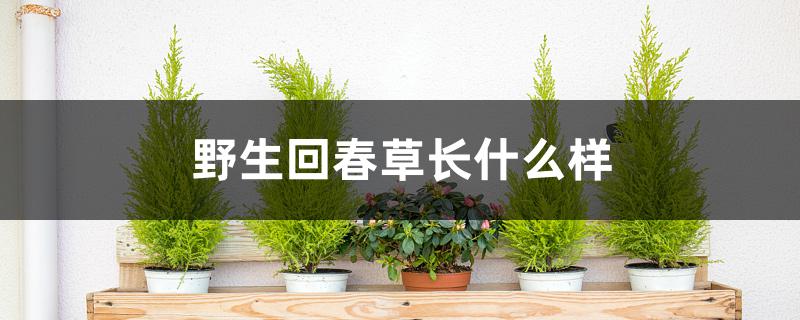 野生回春草长什么样 野生回春草长什么样