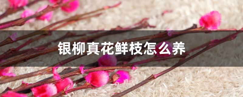 银柳真花鲜枝怎么养 银柳真花鲜枝怎么养