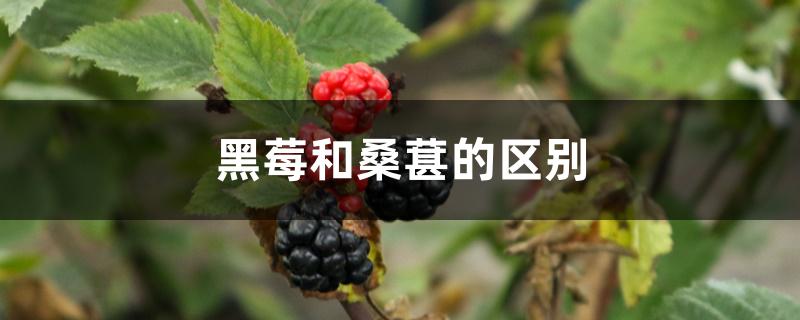 黑莓和桑葚的区别