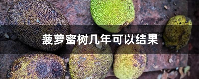 菠萝蜜树几年可以结果