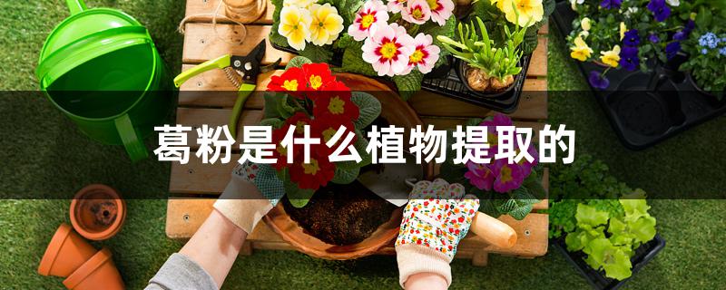 葛粉是什么植物提取的