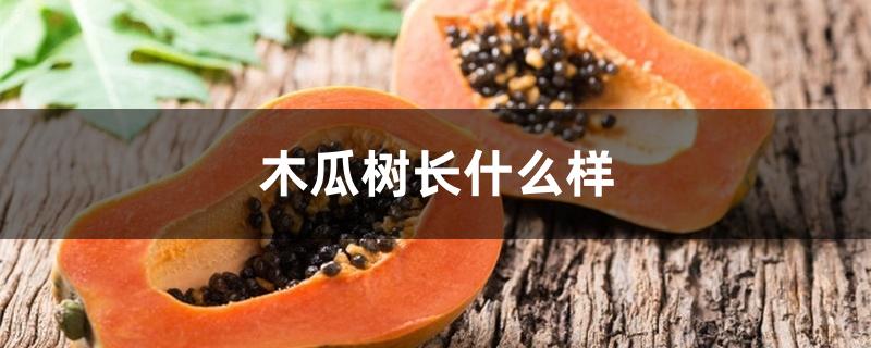 木瓜树长什么样 木瓜树长什么样