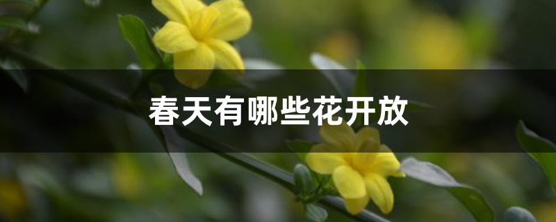 春天有哪些花开放