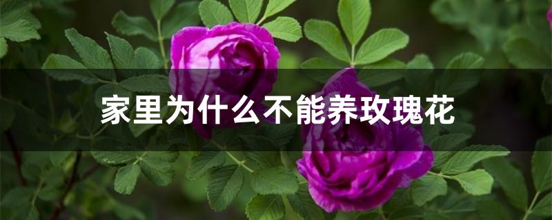 家里为什么不能养玫瑰花