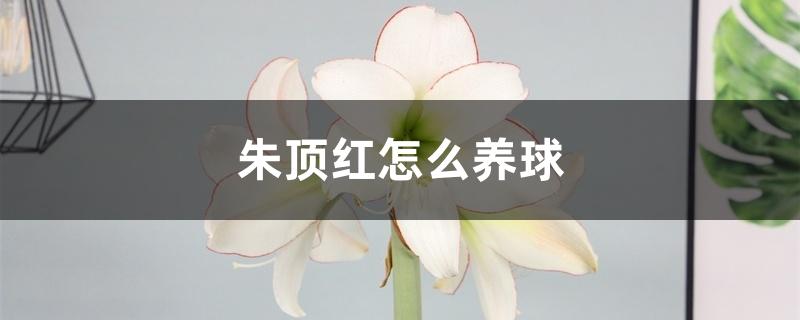 朱顶红怎么养球