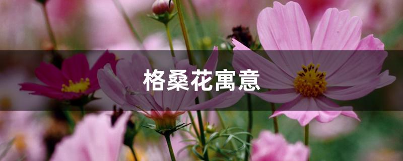 格桑花寓意