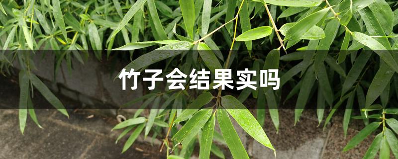 竹子会结果实吗