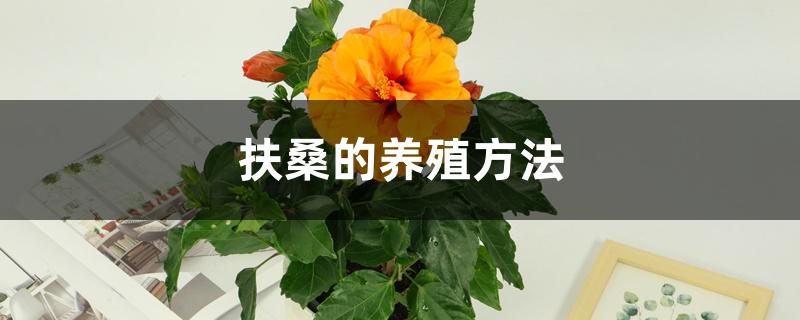 扶桑的养殖方法