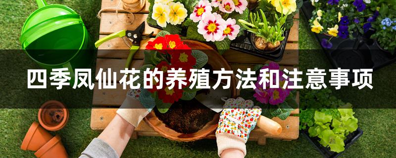 四季凤仙花的养殖方法和注意事项 四季凤仙花的养殖方法和注意事项