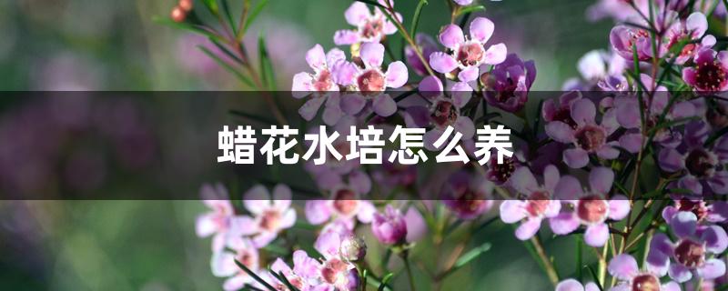 蜡花水培怎么养