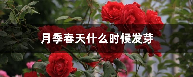 月季春天什么时候发芽