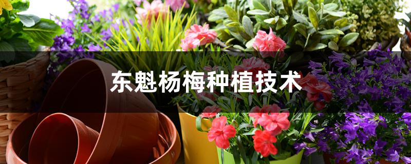东魁杨梅种植技术 东魁杨梅种植技术