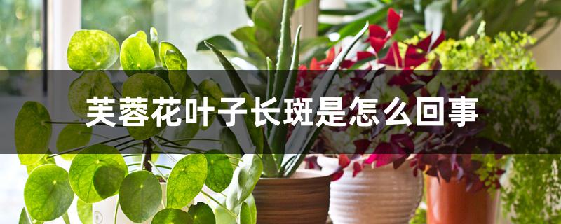 芙蓉花叶子长斑是怎么回事