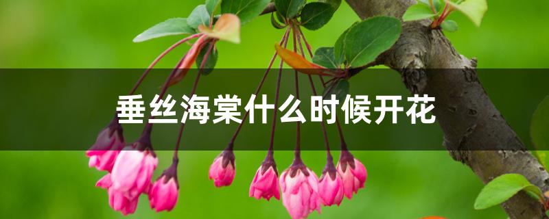 垂丝海棠什么时候开花