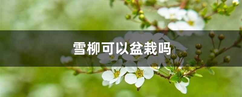 雪柳可以盆栽吗