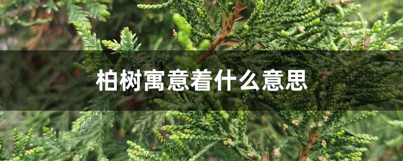 柏树寓意着什么意思