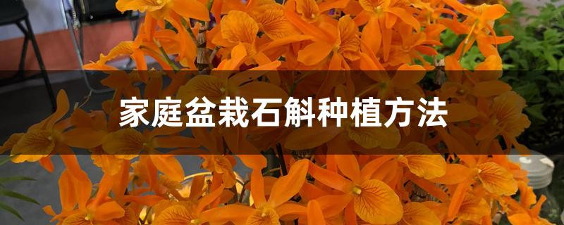 家庭盆栽石斛种植方法