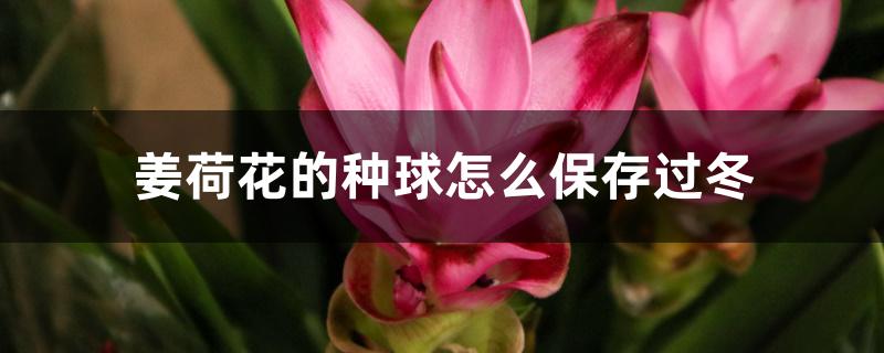 姜荷花的种球怎么保存过冬