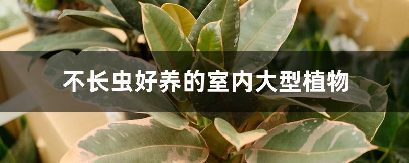 不长虫好养的室内大型植物