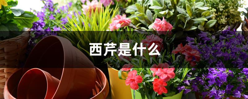 西芹是什么