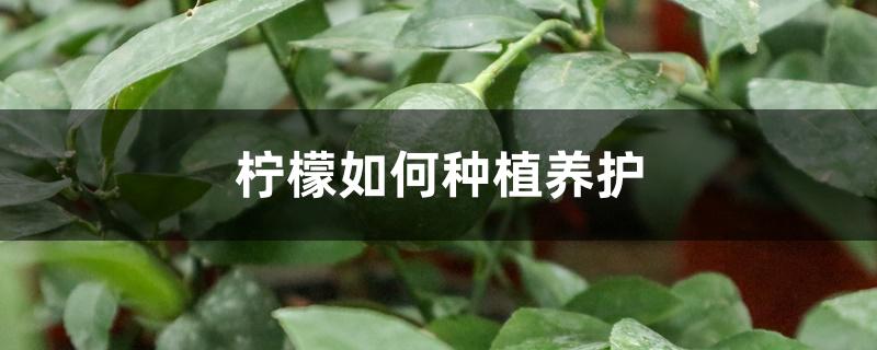 柠檬如何种植养护