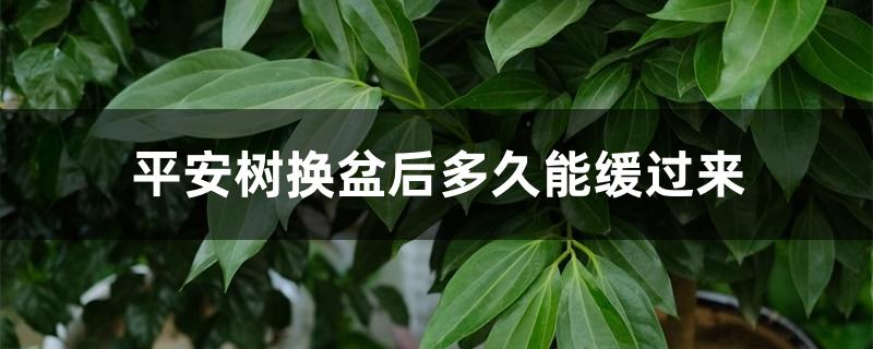 平安树换盆后多久能缓过来