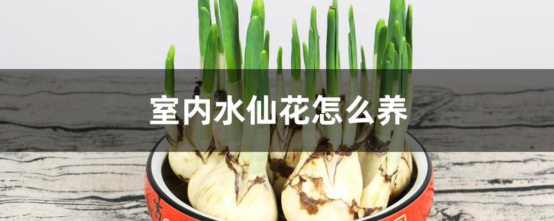 室内水仙花怎么养 室内水仙花怎么养