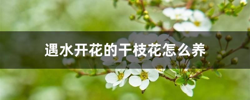 遇水开花的干枝花怎么养