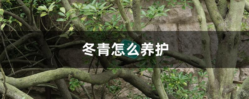 冬青怎么养护
