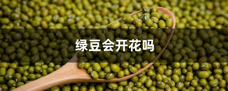 绿豆会开花吗