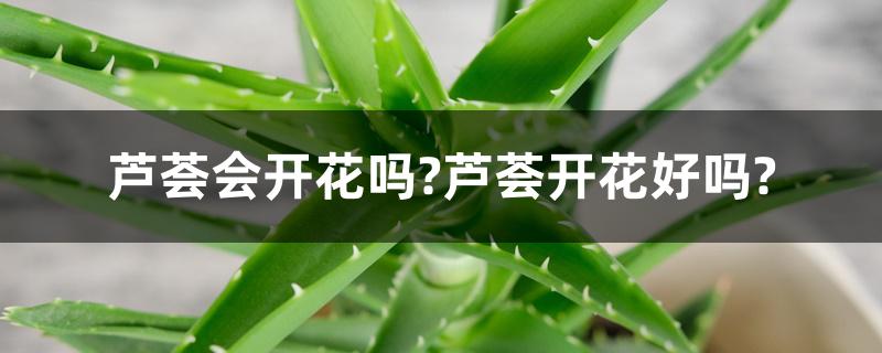 芦荟会开花吗?芦荟开花好吗?