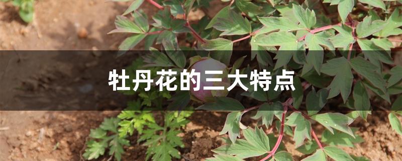 牡丹花的三大特点