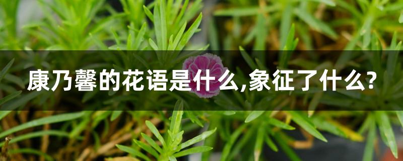 康乃馨的花语是什么,象征了什么?