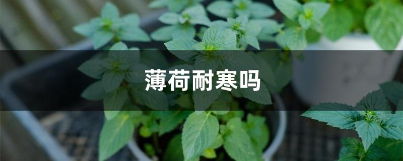 薄荷耐寒吗
