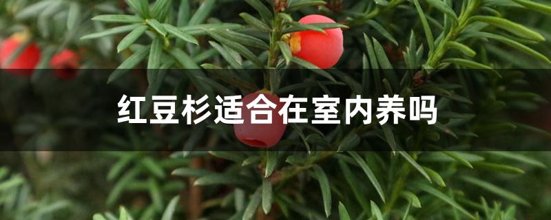 红豆杉适合在室内养吗 红豆杉适合在室内养吗