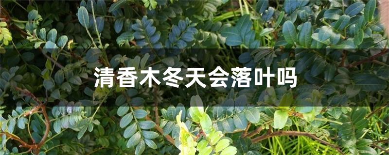 清香木冬天会落叶吗