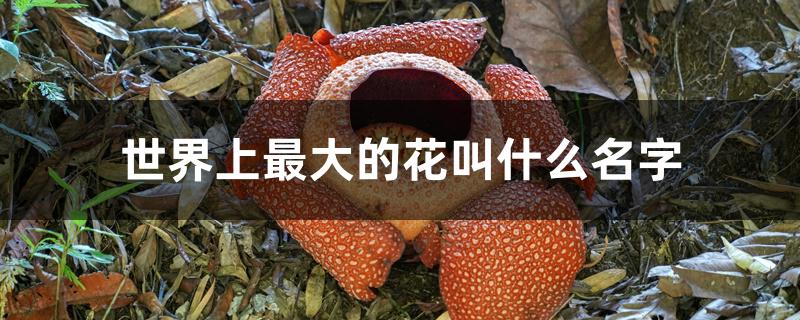 世界上最大的花叫什么名字 世界上最大的花叫什么名字