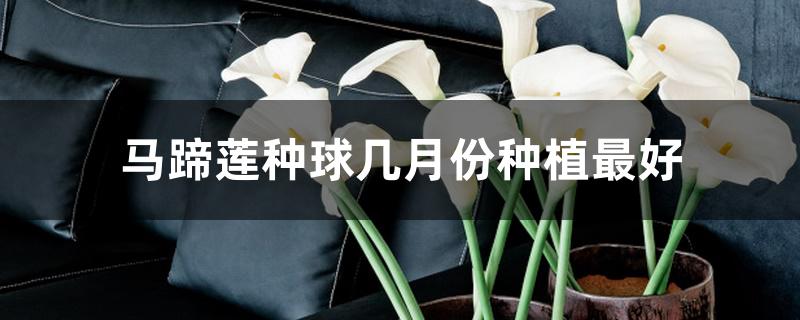 马蹄莲种球几月份种植最好