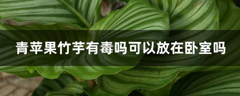 青苹果竹芋有毒吗可以放在卧室吗