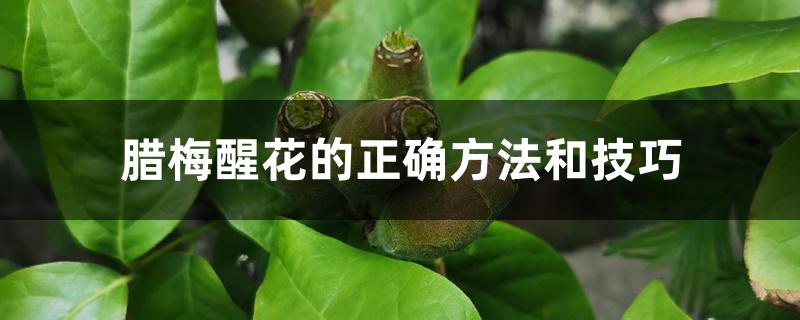 腊梅醒花的正确方法和技巧