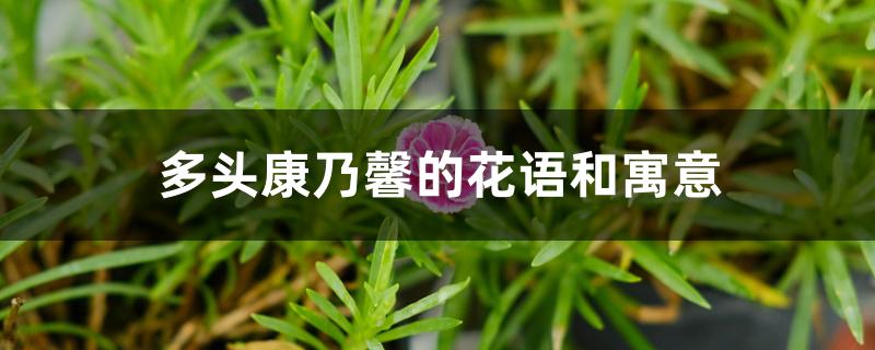 多头康乃馨的花语和寓意