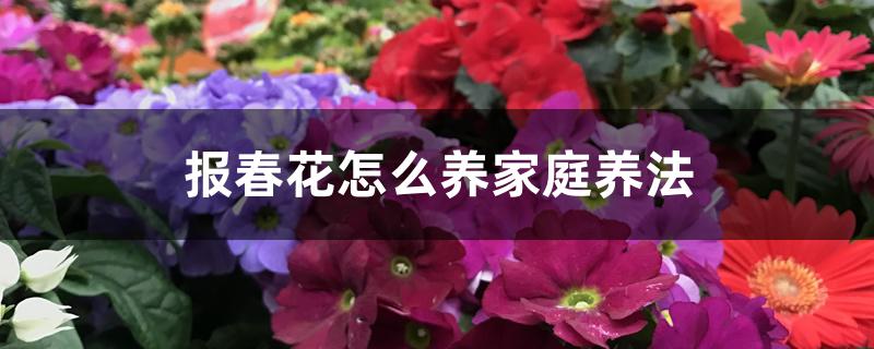 报春花怎么养家庭养法