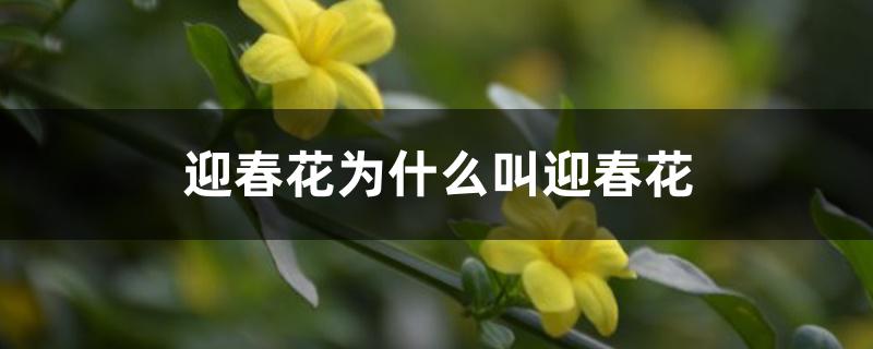 迎春花为什么叫迎春花