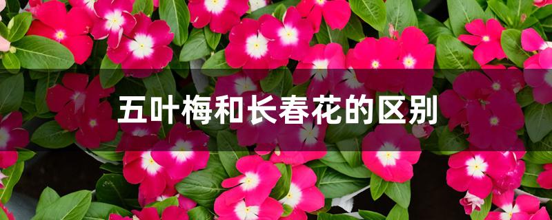 五叶梅和长春花的区别 五叶梅和长春花的区别