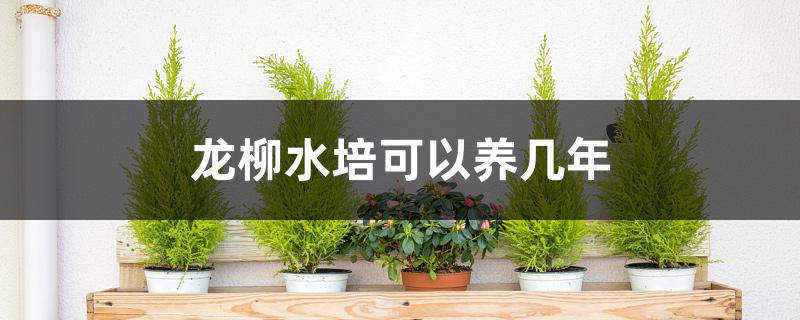 龙柳水培可以养几年